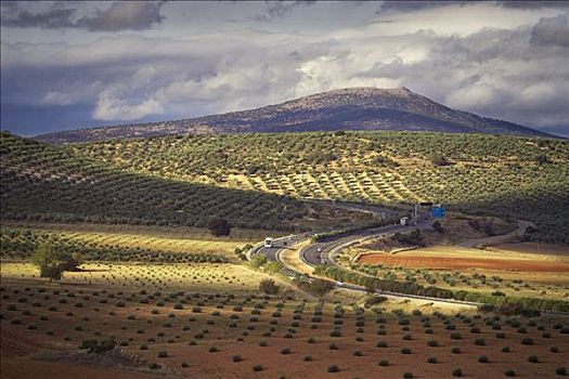 橄榄,果园,公路,安达卢西亚,西班牙