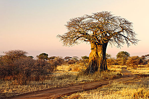 非洲,猴面包树,日落,塔兰吉雷国家公园,坦桑尼亚