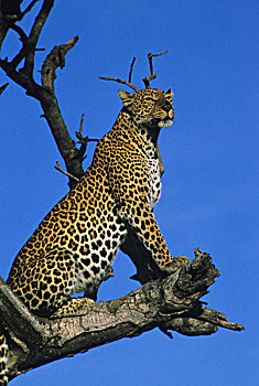 豹,站立,树,枝条,肯尼亚,非洲