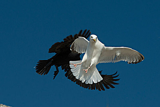 海鸥,飞,黑色,鸟,背景,湖,木头,安大略省,加拿大
