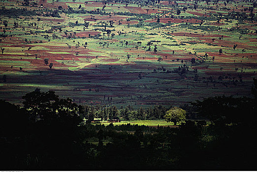 俯视,风景,树,埃塞俄比亚