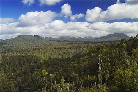 山,楔形,边界,西南方,国家公园,塔斯马尼亚,澳大利亚