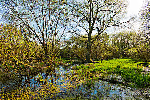 柳树,树,春天,自然保护区,下萨克森,德国,欧洲