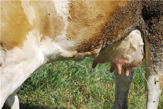 母牛,动物乳房