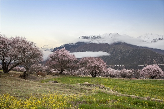 野桃花观赏圣地索松村