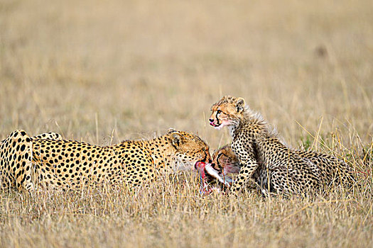 印度豹,猎豹,女性,幼兽,杀,进食,马赛马拉国家保护区,肯尼亚,非洲