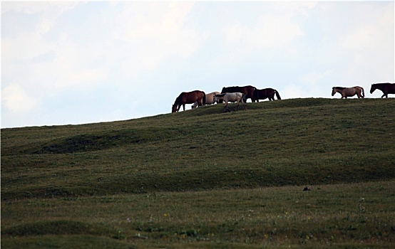 新疆和静,最美草原上的骏马