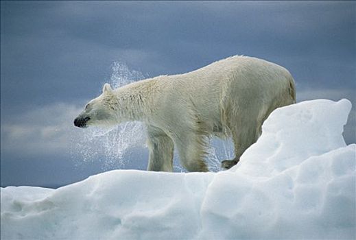 北极熊,抖动,水,外套,加拿大