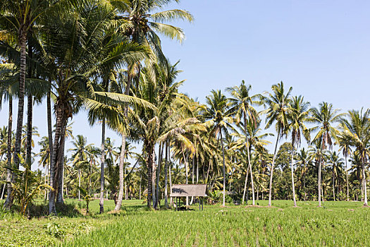 巴厘岛,梯田,稻田,棕榈树,后面