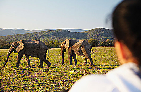 女人,看,大象,旅游,吉普车,公园,东开普省,南非