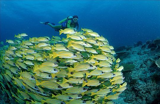 鱼群,鲷鱼,潜水者,阿里环礁,马尔代夫,印度洋