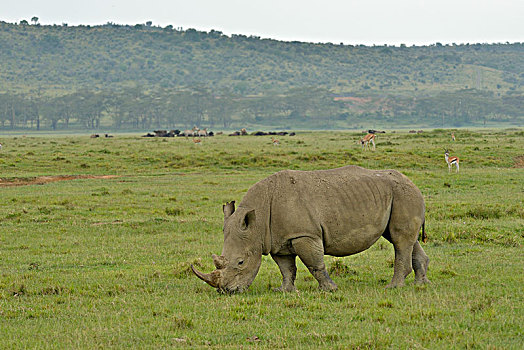 白犀牛,白犀,纳库鲁湖国家公园,靠近,纳库鲁,裂谷省,肯尼亚,非洲