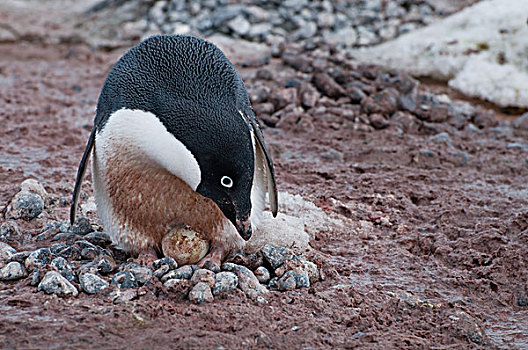 阿德利企鹅,孵卵,石头,鸟窝,南极