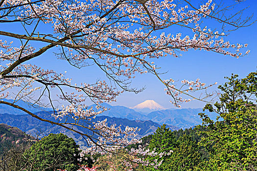 山,樱桃树,东京