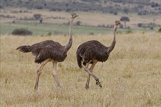 鸵鸟,鸵鸟属,女性,马赛马拉国家保护区,肯尼亚