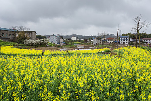 油菜花