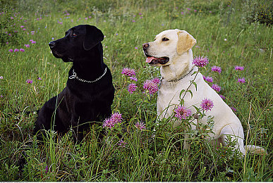 黑色拉布拉多猎犬图片