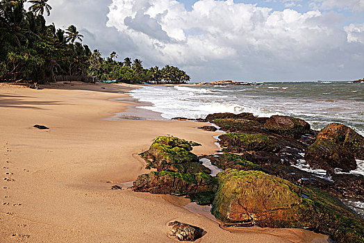 沙滩,棕榈树,石头,布鲁维拉,西部,省,斯里兰卡,亚洲