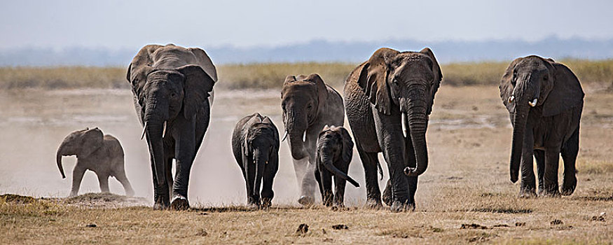 非洲大象022