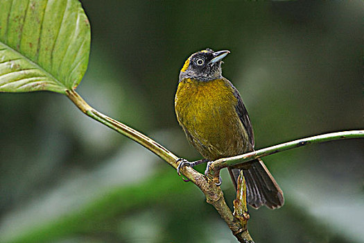 唐纳雀,栖息,枝条,帕伦克,西北地区,厄瓜多尔