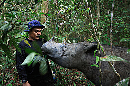 野生动物,人,围挡,防护,吃,叶子,靠近,看护,犀牛,道路,国家公园,苏门答腊岛,印度尼西亚