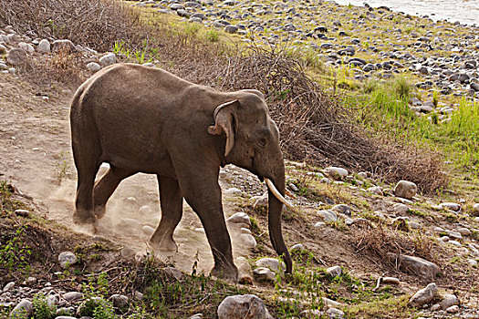 印度,亚洲象,下降,国家公园