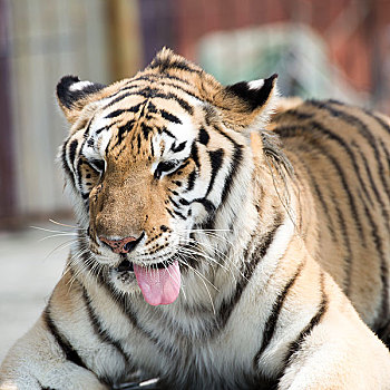 虎,表演,动物园