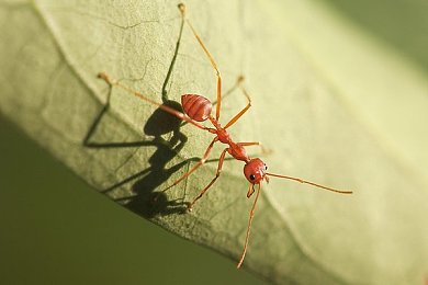 红色蚂蚁图片