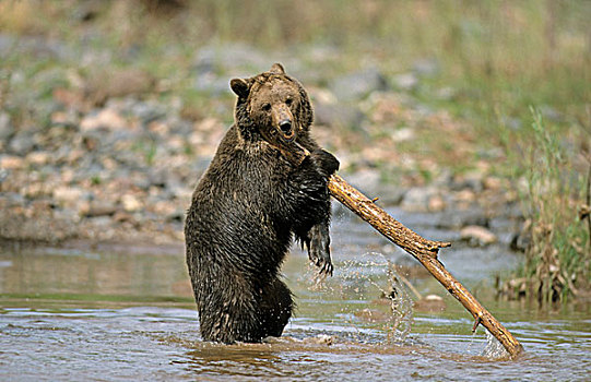棕熊,熊,成年,站在水中,玩,枝条,犹他,美国,北美