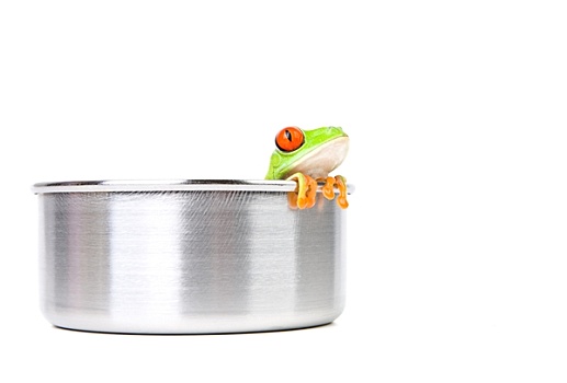 青蛙,锅