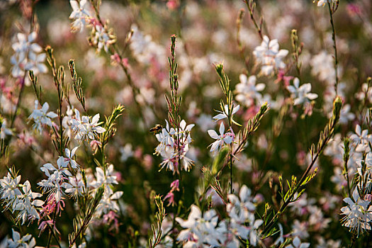 格桑花