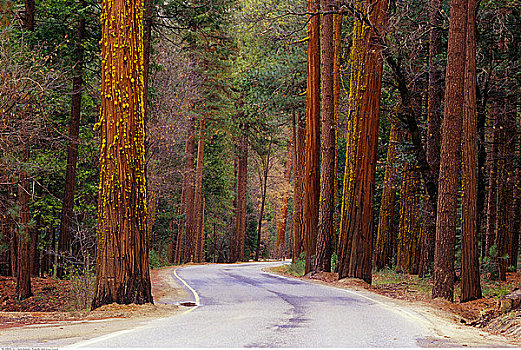 道路,优胜美地国家公园,加利福尼亚,美国
