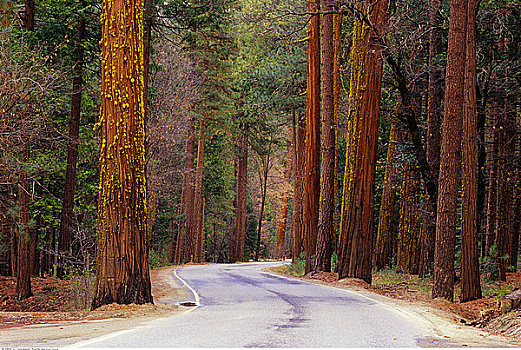 道路,優勝美地國家公園,加利福尼亞,美國