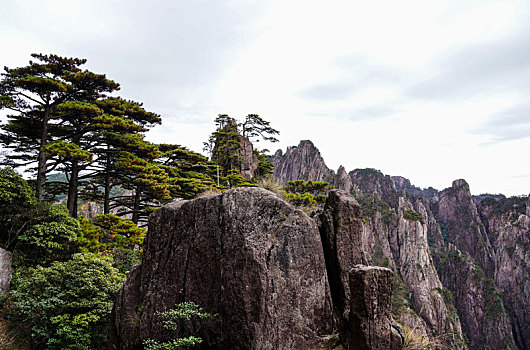 黄山松