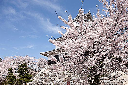 樱花,古老,城堡,滋贺,日本