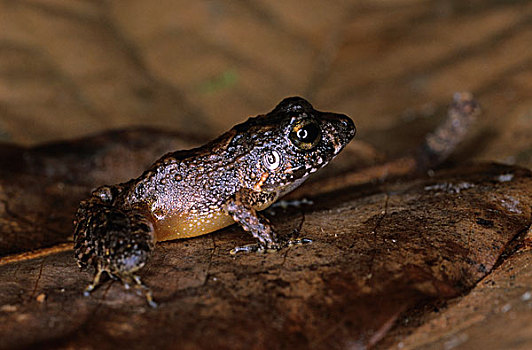 青蛙,尼加拉瓜