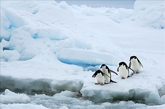 帽带企鹅,南极企鹅,群,进入,水,库克群岛,南极