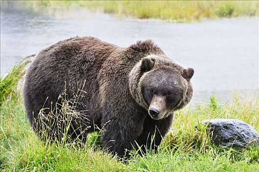 大灰熊,基奈,野生动物,保存,肯奈半岛,阿拉斯加,美国