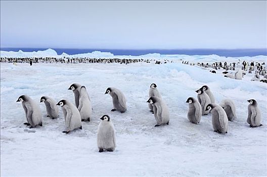 帝企鹅,幼禽,走,靠近,生物群,雪丘岛,南极