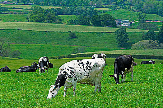 奶牛,放牧,草场,坎布里亚,英格兰