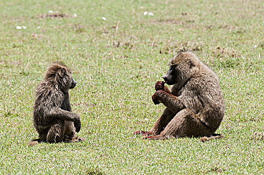 东非狒狒,马赛马拉,肯尼亚