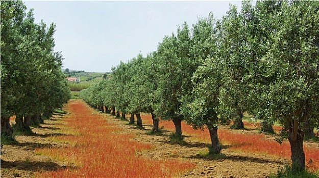 橄榄,树,彩色,地点,葡萄牙