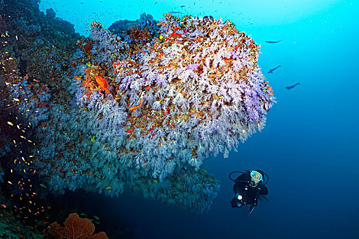 潜水,看,悬垂,繁茂,软珊瑚,软珊瑚目,蓝色,悬挂,印度洋,马尔代夫,亚洲