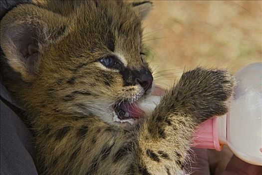 薮猫,小猫,三个,星期,老,孤儿,喂食,奶瓶,肯尼亚