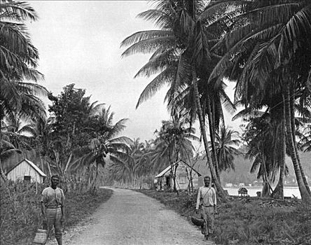 椰树,小树林,安东尼奥港,牙买加,艺术家,儿子