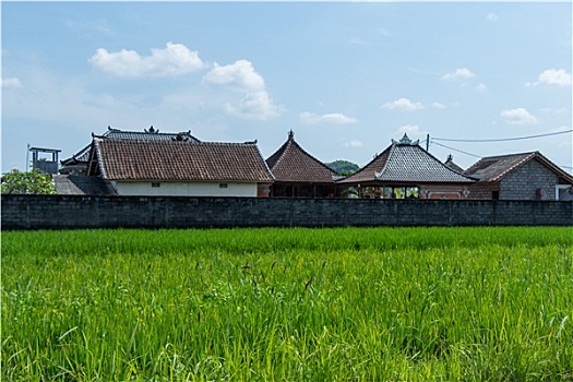 植被,巴厘岛