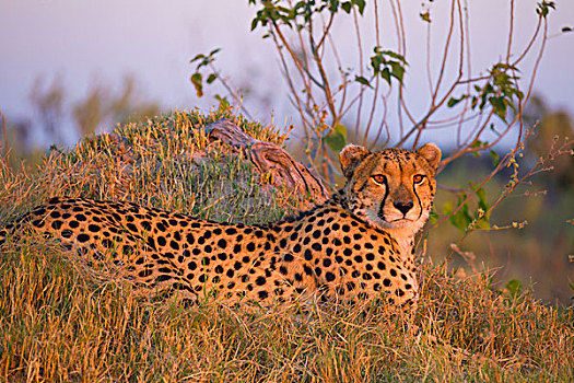 头像,印度豹,猎豹,卧,草,奥卡万戈三角洲,博茨瓦纳,非洲