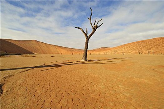 死亡谷,纳米布沙漠,死,树,刺槐,纳米比亚,非洲