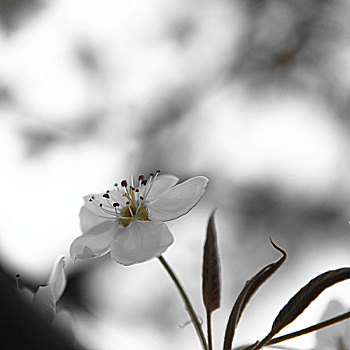 创意梨花