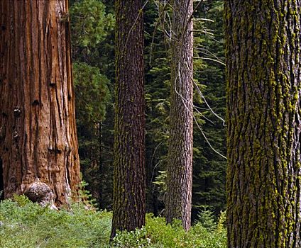 巨杉,云杉,树干,红杉国家公园,加利福尼亚,美国